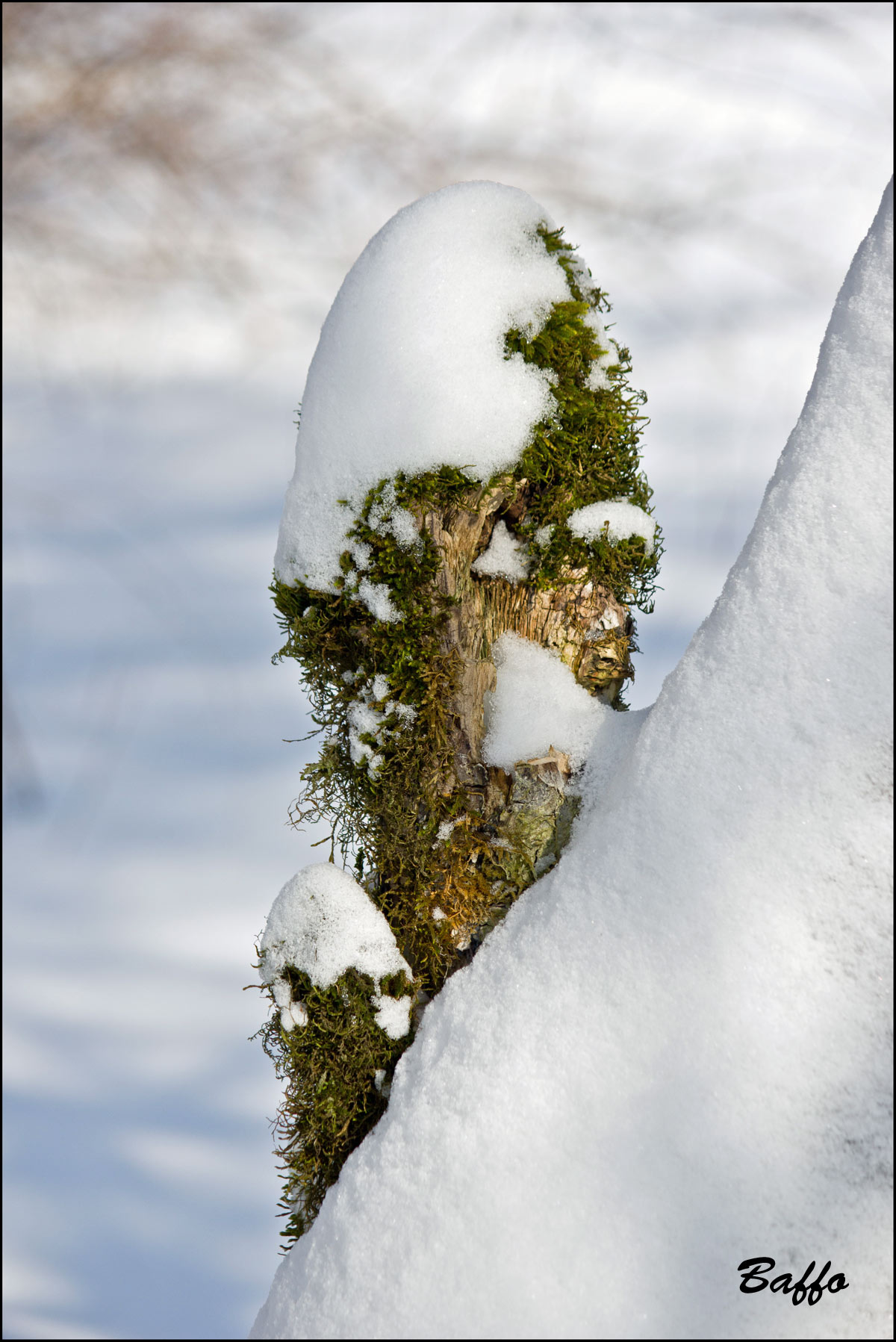 Alberi d''inverno... un invito